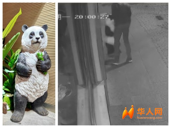 博洛尼亚中餐厅“熊猫吉祥物”被偷！店主悬赏200欧元寻回“老朋友”